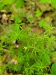 Galium concinnum
