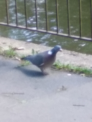 Columba palumbus