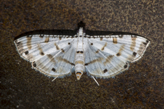 Pycnarmon