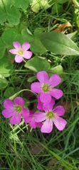 Oxalis debilis