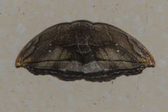 Leucoblepsis