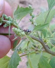 Eriopis connexa