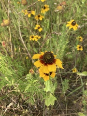 Rudbeckia amplexicaulis