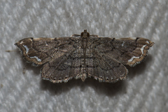 Neomusotima fuscolinealis