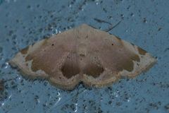 Eublemma roseonivea