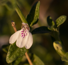 Justicia spartioides
