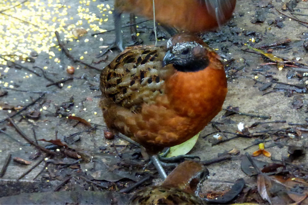 Rufous-Breasted Wood Quail