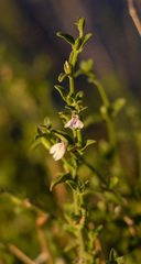 Justicia spartioides