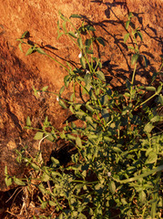 Justicia spartioides