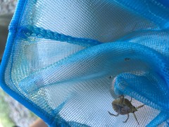 Nepomorpha
