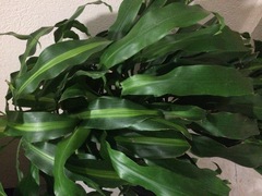 Dracaena fragrans