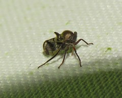 Lophyraspis