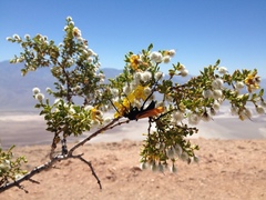 Pepsis pallidolimbata