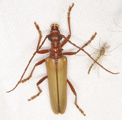 Centrodera decolorata