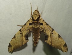 Protambulyx eurycles