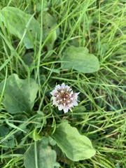 Trifolium repens