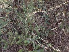 Polygala ephedroides