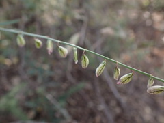 Polygala ephedroides