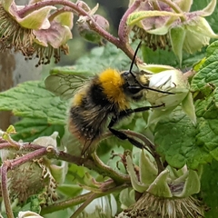 Bombus