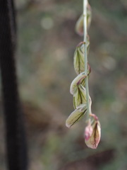 Polygala ephedroides