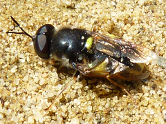 Stratiomys barbata