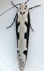 Ethmia bipunctella