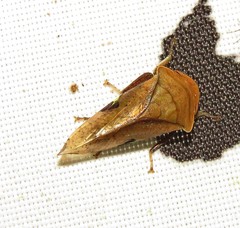 Clinonana mirabilis