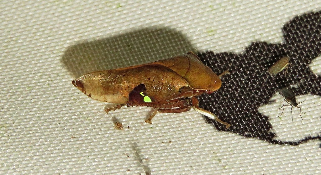Clinonana mirabilis