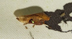 Clinonana mirabilis