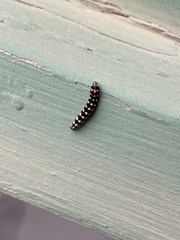Ethmia terminella