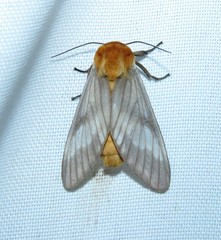 Disconeura