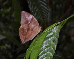 Zeuxidia amethystus amethystus