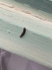 Ethmia terminella