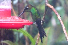 Heliodoxa leadbeateri