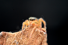 Euophrys frontalis