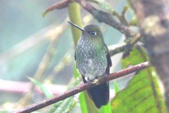 Haplophaedia aureliae