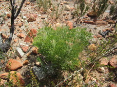 Paranomus spathulatus