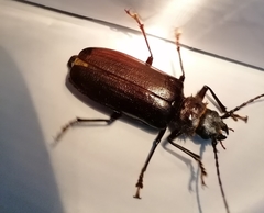 Aplagiognathus spinosus