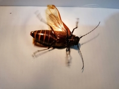 Aplagiognathus spinosus