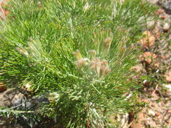 Paranomus spathulatus