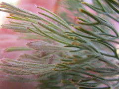 Paranomus spathulatus