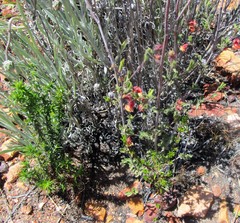 Hermannia flammula