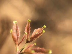 Serjania lethalis