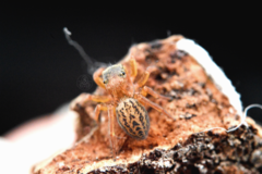 Euophrys frontalis