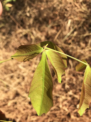 Serjania lethalis