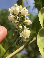 Serjania lethalis