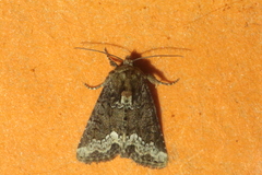 Oligia strigilis