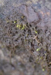 Rhynchostegium aquaticum