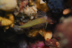 Crested Triplefin photo 2