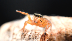 Euophrys frontalis